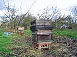 Orchard & apiary